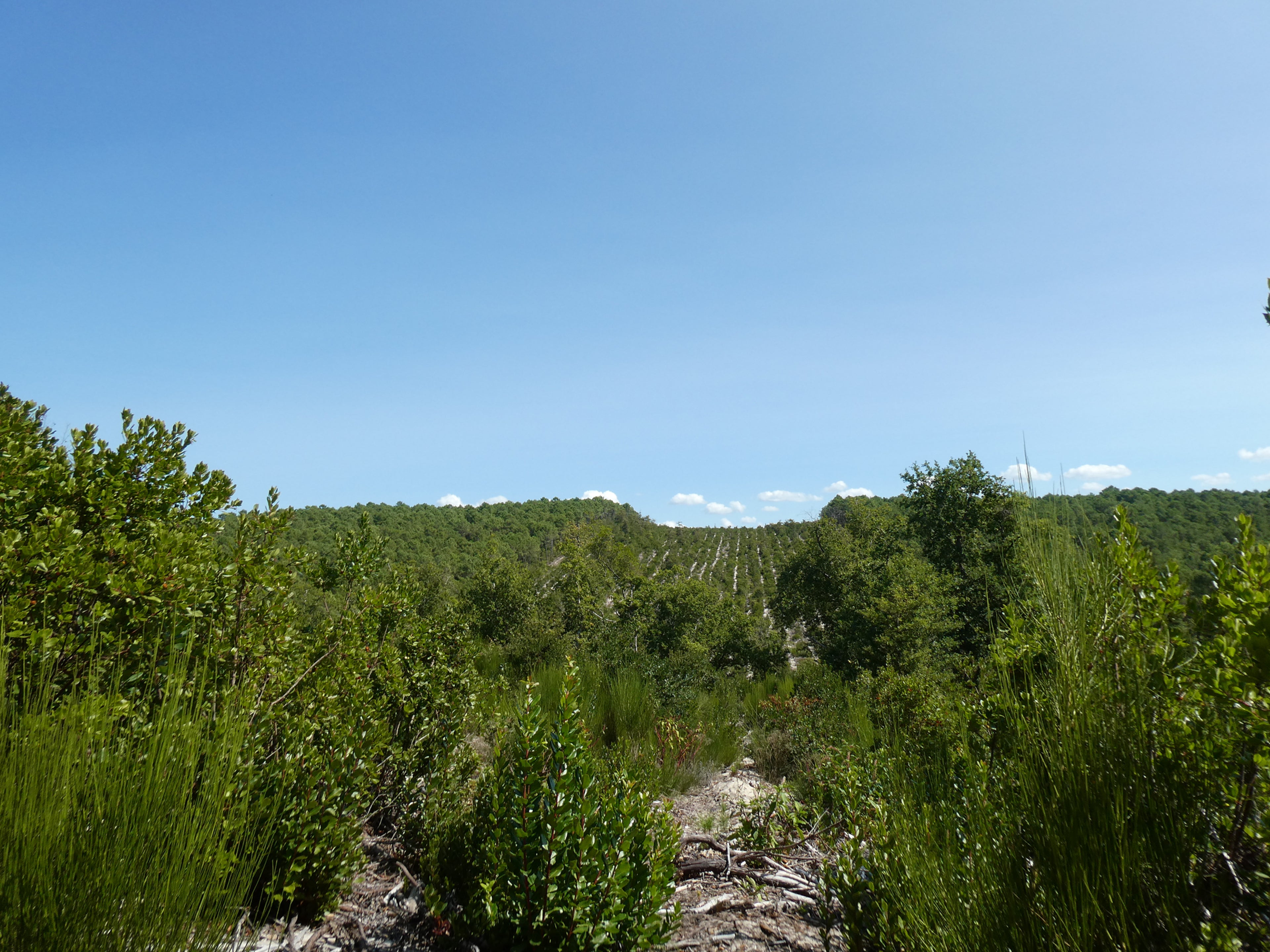 MERVEILLE DES LANDES ORGANIC - Sensitive Skin Care Complete Regeneration Face